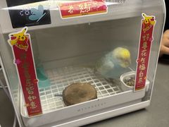 -爱侣宠医·鹦鹉专科·小型哺乳类·异宠专科(灵石路店)