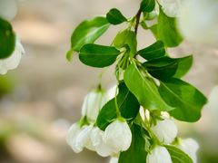 -海棠花溪(元大都城垣遗址公园)