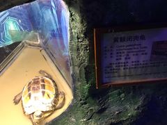 -上海大自然野生昆虫馆(东方明珠·爬宠昆虫探索中心)