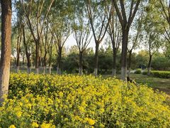 -永定河休闲森林公园