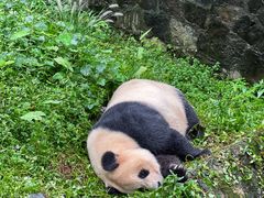 -都江堰中华大熊猫苑