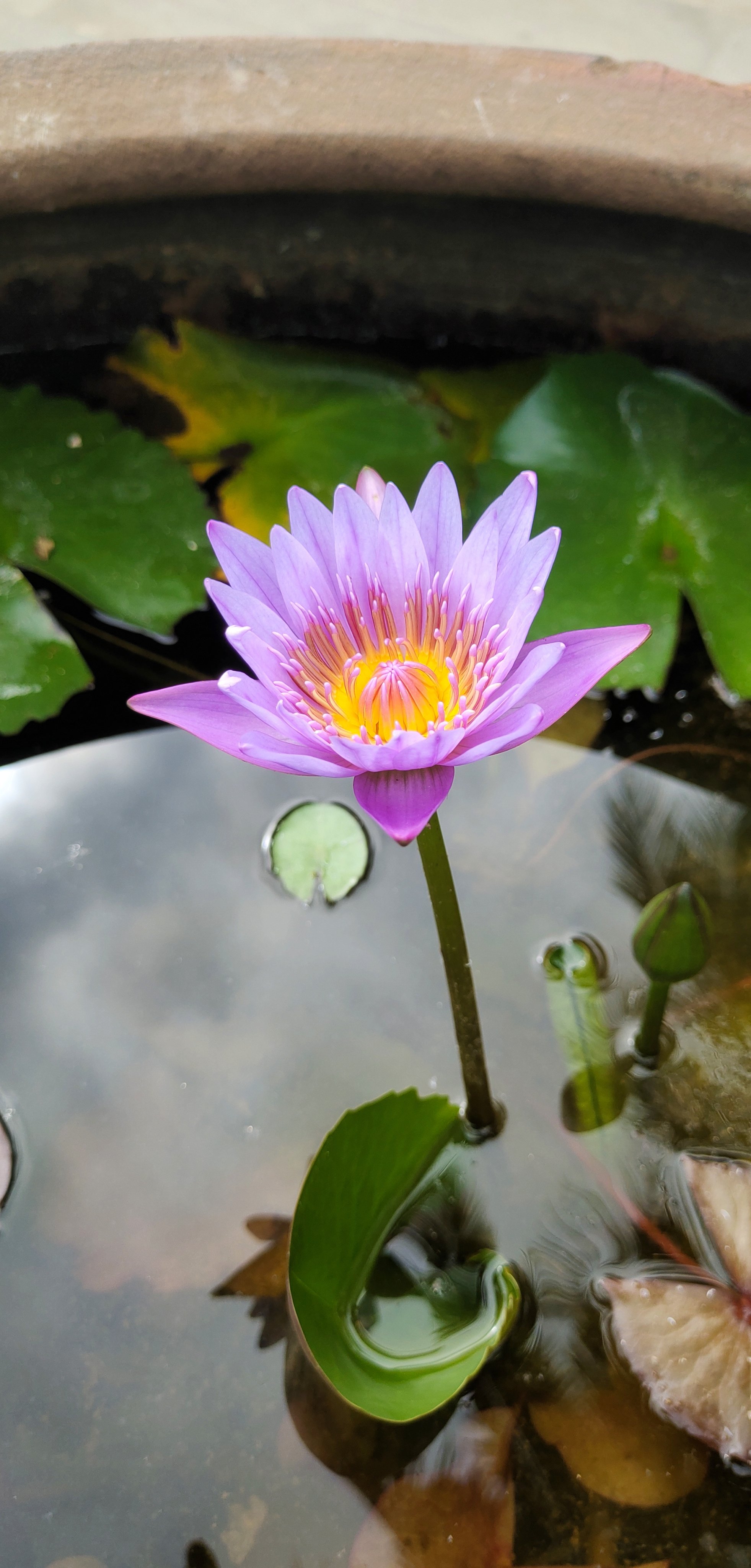 延药睡莲花期图片