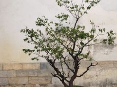 -青果巷历史文化街区