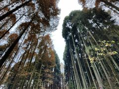 -山王坪喀斯特国家生态公园