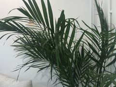 -收获咖啡HARVEST RESERVE(苍山店)