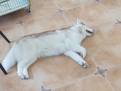 -Let's go狗咖·猫咖·奶狗·桌游(春熙路IFS店)