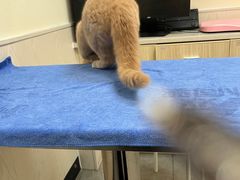 -凯特喵百思猫专科医院