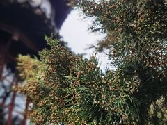 -拙政园
