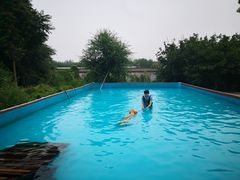 -宠物寄养训练学校