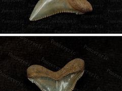 -上海潜殿潜水中心