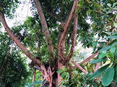 -北京植物园-展览温室