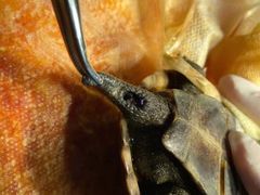 -佳雯宠物医院(四明中路分院)