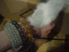 -Sirena海妖日咖夜酒