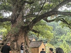 -杨家堂村