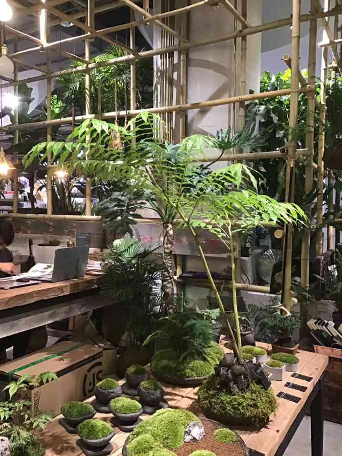 植觉(银泰店)-"以前接触较多的都是花店,多肉绿植店,头一.