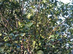 柚子树果实累累-长泰东郊御园