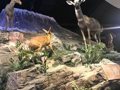 -陕西自然博物馆