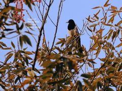 -北京西山国家森林公园