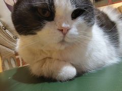 -猫小院猫主题餐厅(南锣旗舰店)