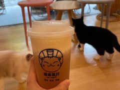 -猫咪派对(江南西店)