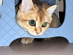 -糯米喵星人总部直营旗舰店·猫舍·幼猫出售