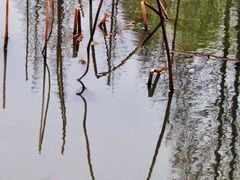 -大宁郁金香公园-停车场