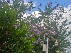 -广州白江湖森林公园