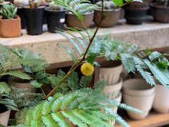 -自由生长植物工作室(深港花卉中心店)