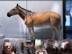 -国家自然博物馆
