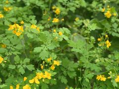 -黑龙江省森林植物园