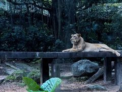 -广州长隆野生动物世界
