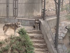 -石家庄市动物园