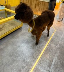 -神奇动物撸宠馆·羊驼·小浣熊·异宠(豫园店)