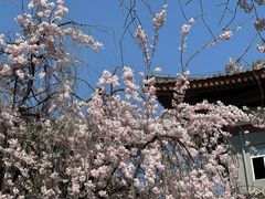 -西安青龙寺遗址景区