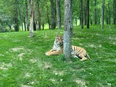 -北京野生动物园