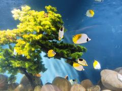 -锦艺城海洋馆