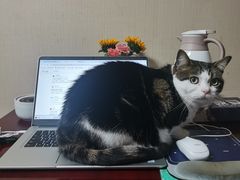 -爱侣宠医·鹦鹉专科·小型哺乳类·异宠专科(灵石路店)