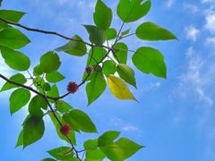 -禅宗少林·音乐大典