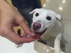 -神采飞扬宠物美容(香港路店)