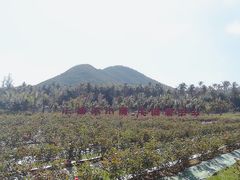 -亚龙湾国际玫瑰谷
