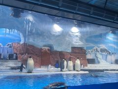 -海合安成都极地海洋公园