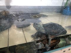 -甜心闲生传统手工冰粉(奎星楼店)