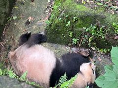 -都江堰中华大熊猫苑