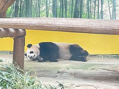 -杭州野生动物世界
