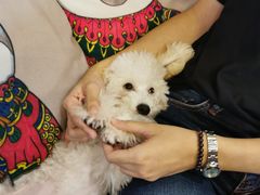 -more than meow吴止猫主题餐厅(承德 中船汇店)