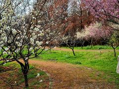 -上海海湾国家森林公园