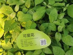 -云溪植物园