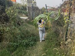 -樂桃源奉贤黄桃种植采摘基地