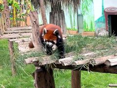 -泉州海丝野生动物世界