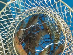 -SHRIMP CLUB万东餐饮钓虾·清吧